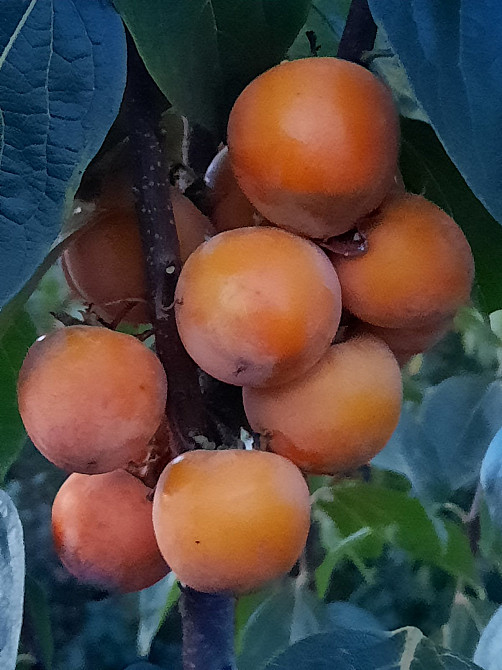 Продам дом на Даче Ковалевского на просторном участке! Одесса - изображение 13