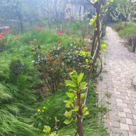 Продам дом -дачу возле моря в Крыжановке (СТ "Приморье") Одеса - фото 4