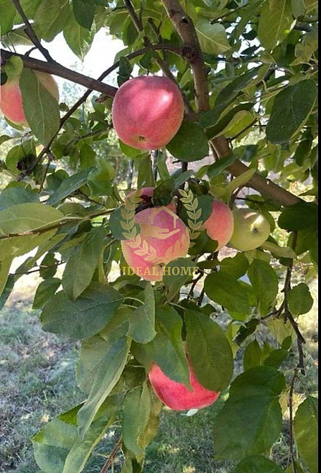 Продам будинок в Устимівці Устимівка - фото 12