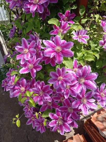 Продам дом в Светлом (Старые Дачи) Світле - фото 14