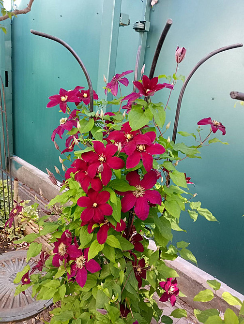 Продаж земельної ділянки 0 соток на Вишневый Сад ( пер. Ботанический), 87 Молодіжне - фото 14