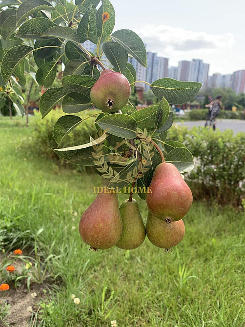 Продам 1-кімнатну квартиру в ЖК Сирецькі Сади Kiev - photo 13