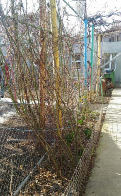 Продаж земельної ділянки 0.1 соток на ул. Вишневая, 9 Sukhyi Lyman - photo 6