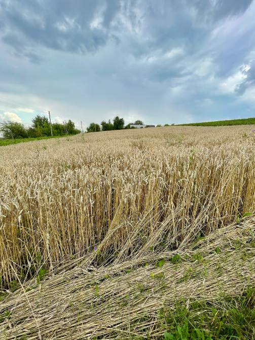 Продаж 1-поверховий Будинок з ділянкою 65 сот 57.2 кв.м 2 кімн. на Вулиця Весняна 32а Підліски - фото 2