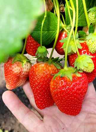 Продаж комерційне приміщення на ул. Молодіжна, 5 приміщень - 1, поверх - 1 Rozdil'na