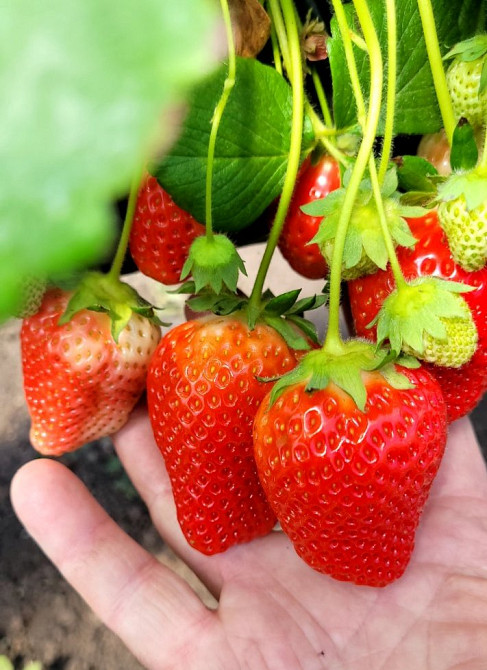 Продаж комерційне приміщення на ул. Молодіжна, 5 приміщень - 1, поверх - 1 Rozdil'na - photo 5