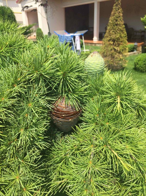 Продаж Будинок Odessa - photo 6