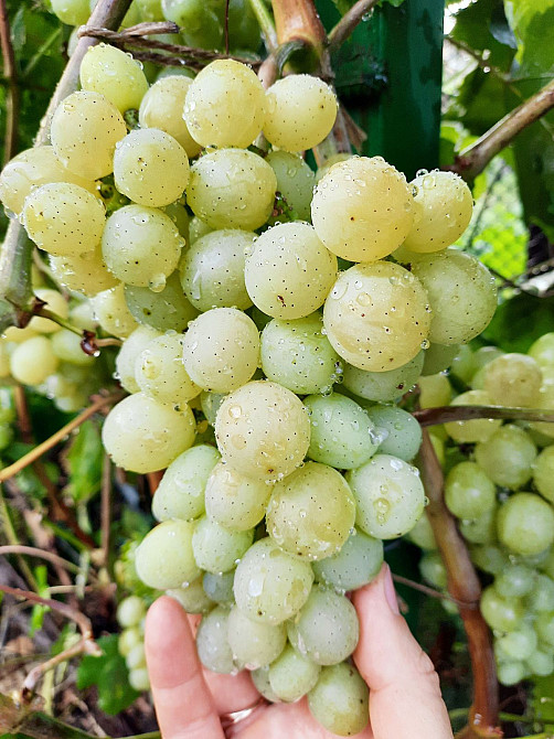 Продам дом на Даче Ковалевского на просторном участке! Одесса - изображение 12