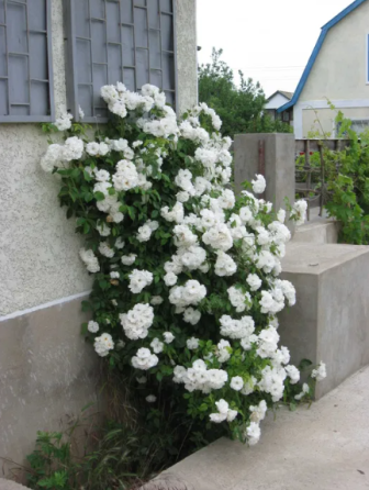 Продам дачу на берегу Б.Днестровского лимана Moloha