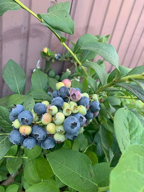 Предлагается к продаже уютный, одноэтажный частный дом в ближайшем пригороде Одессы Велика Балка - фото 9