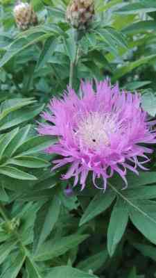 Продаж земельної ділянки 0 соток на ул. Посмитного, 6 Odessa