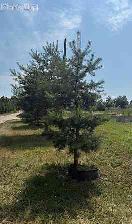 Продаж Будинок Velikaya Berezovica