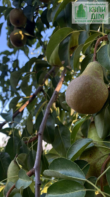 Терміново продам дачу. Кропивницький - фото 9