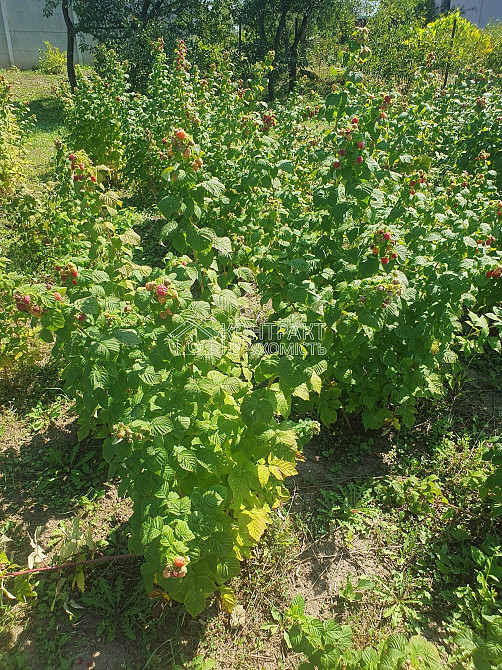 Продаж Будинок 3-кімнатний на вул. Центральна Манченки - фото 19