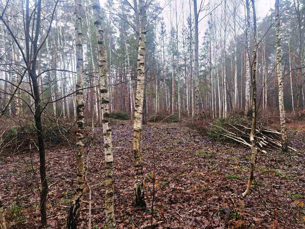 Продаж земельної ділянки 24 соток  - фото 11