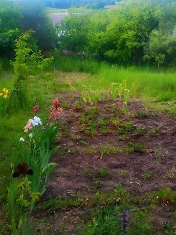 Продажа земельного участка  площадь 6 сот   - изображение 4