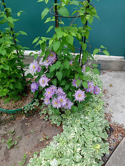 Продаж земельної ділянки 0 соток на Вишневый Сад ( пер. Ботанический), 87 Молодіжне - фото 16