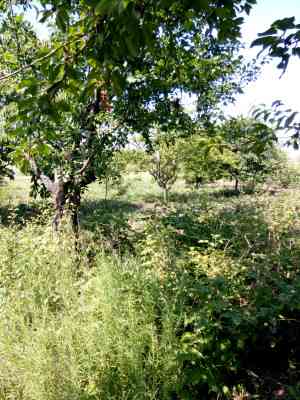 Продаж земельної ділянки 0.1 соток на Витамин ( 14-й переулок), 20 Нерубайське