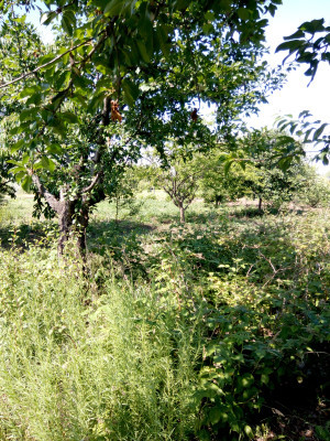 Продаж земельної ділянки 6 соток на Витамин ( 14-й переулок), 20 Нерубайське - фото 2