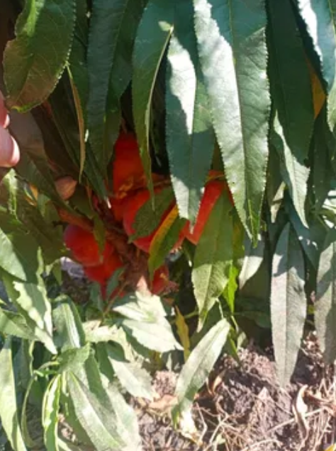 Продаж Будинок 4-кімнатний на ул. Путейская СТ Связист, 84а  - фото 15