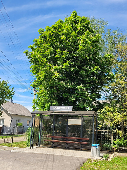 Продаж земельної ділянки 25 соток на Лесі Українки Kolodiivka - photo 7