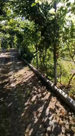 Продам дом с баней в с.Новоукраинка (Раздельнянский р-н, 55 км от Одессы) Новоукраїнка - фото 17