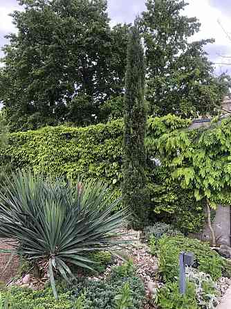 Сосновый берег Фонтанка