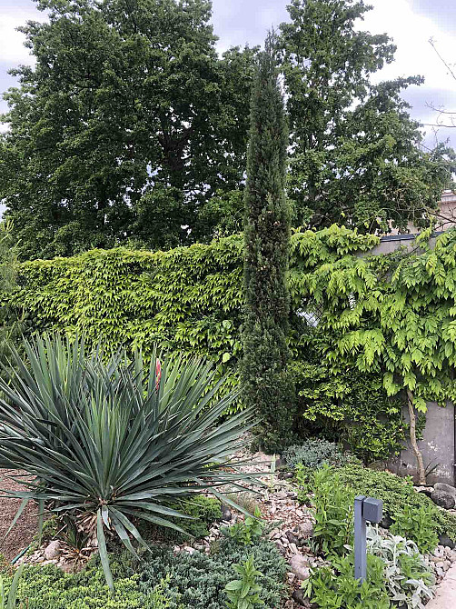 Сосновый берег Фонтанка - фото 6