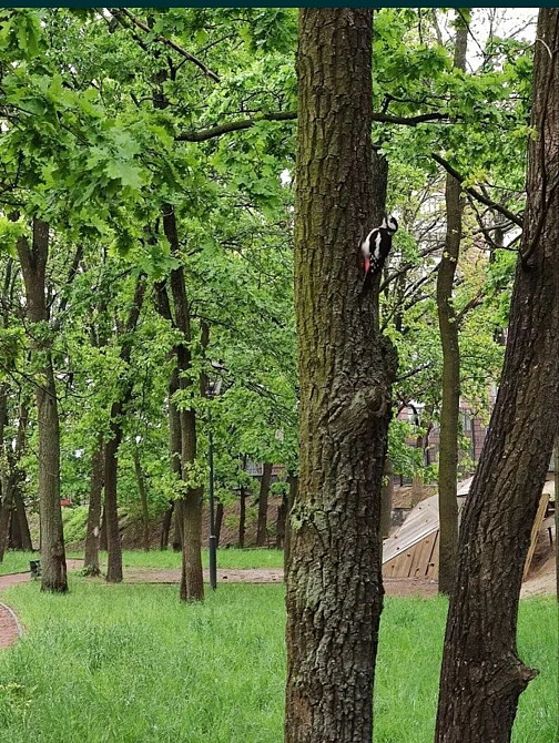 Оренда Квартира 1-кімнатна, 8/10 поверх на Садова 51в  - фото 8