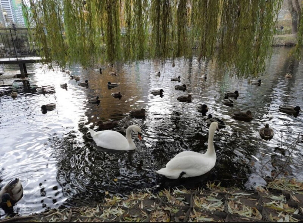 Продаж Квартира 3-кімнатна, 25/27 поверх на Вишгородська вул., 45г Київ - фото 12