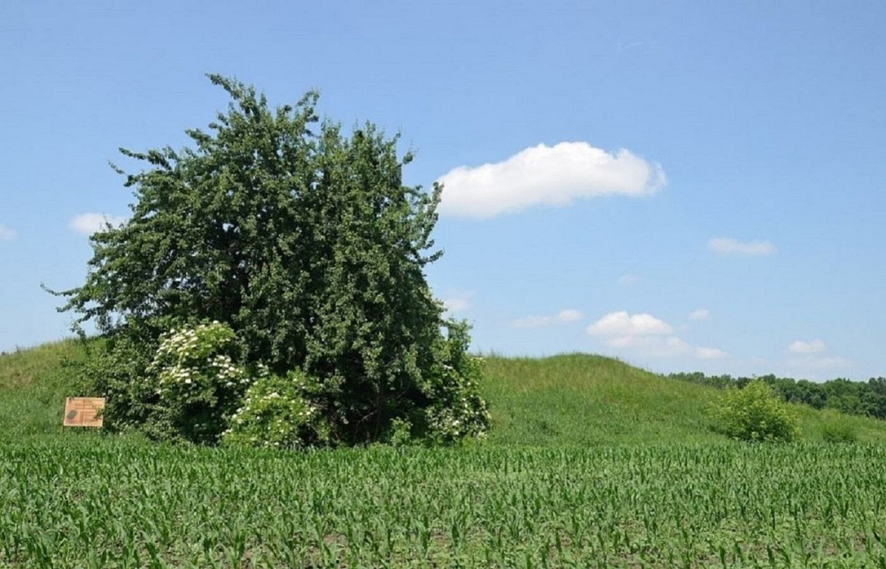 Продаж земельної ділянки 25 соток на улица Райдужна, д. Переяславське - фото 1