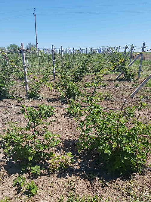 Капитальный дом в Еремеевке Yeremiivka - photo 6