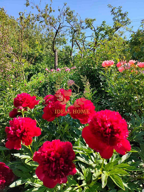 "Продам дачний будинок біля Мотовилівської Слобідки"  - фото 11