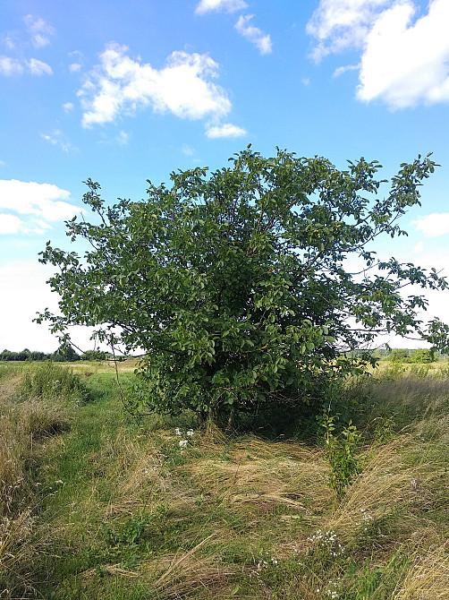Продаж земельної ділянки 19 соток на Урочище за Оленою Вовковою  - photo 4