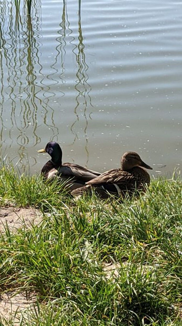 Оренда Квартира 1-кімнатна, 5/14 поверх на Науки просп., 54б Kiev - photo 17