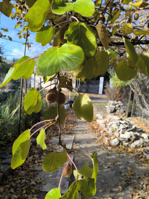 Продаж земельної ділянки 0.1 соток на ул. Абрикосовая, 37 Одесса - изображение 14