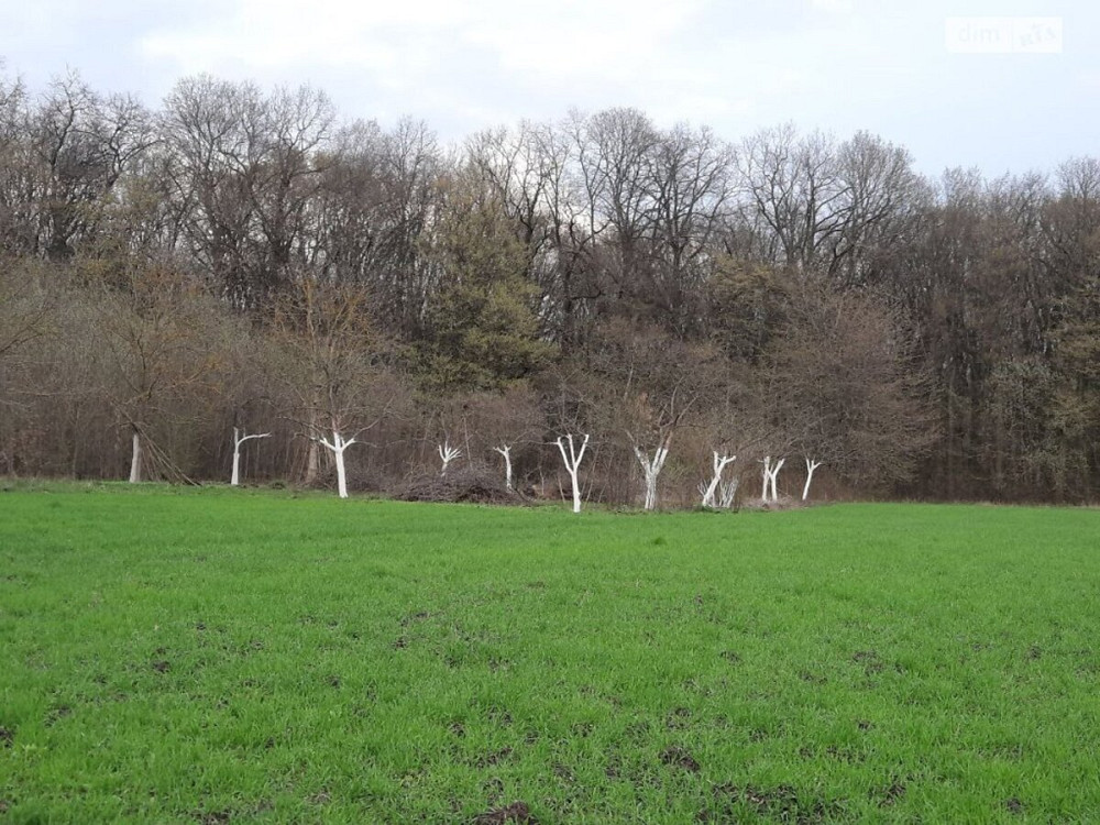 Продаж земельної ділянки 40 соток  - фото 19