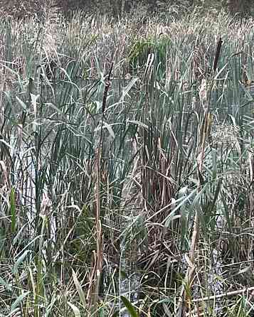 Продаж земельної ділянки 40 соток на Лугова Цвіжин