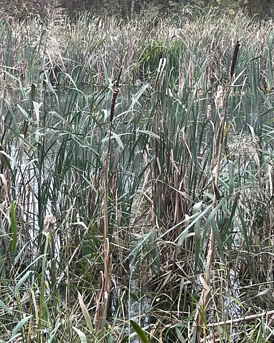 Продаж земельної ділянки 40 соток на Лугова Цвижин - изображение 6