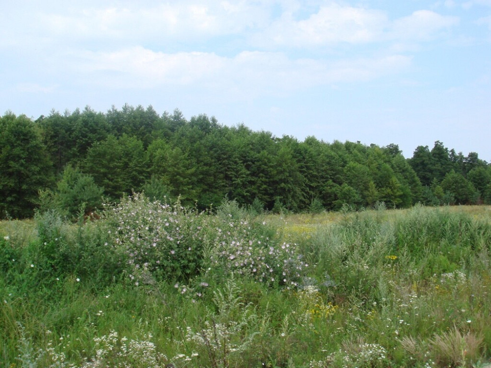 Продаж земельної ділянки 25 соток на улица Весенняя, д.  - изображение 10