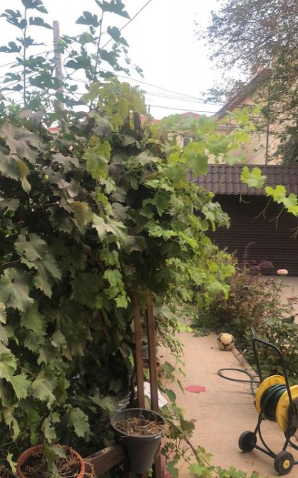 Богатый 2-этажный особняк на ул.Тимирязева Одеса - фото 9