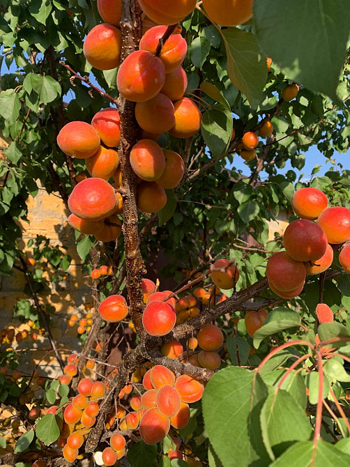 Предлагается к продаже уютный, одноэтажный частный дом в ближайшем пригороде Одессы Велика Балка - фото 12