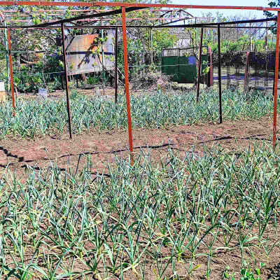 Продаж земельної ділянки 0.1 соток на СТ Межлиманье ( ул. Виноградная), 467 Протопоповка - изображение 3