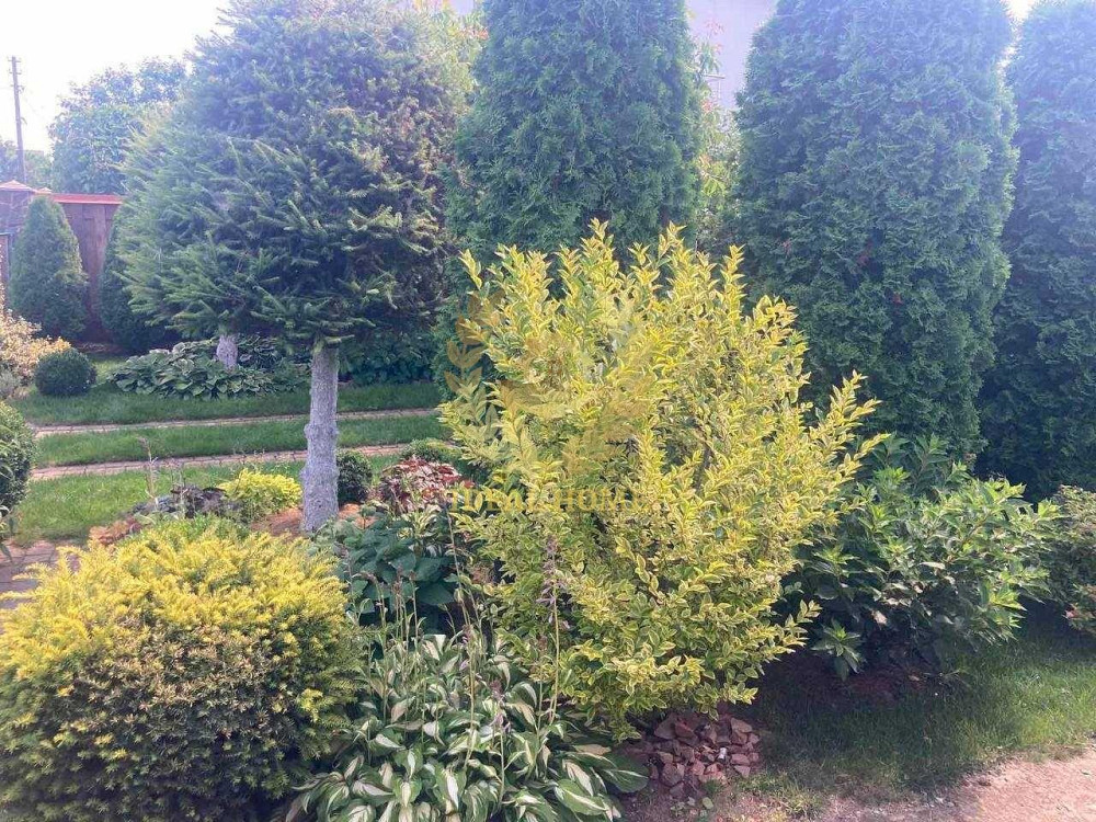 Продам земельну ділянка 6 соток у кооперативі "Лютіжські Сади" Між  - фото 10