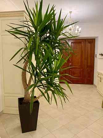 Продаж Будинок Odessa