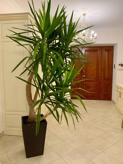 Продаж Будинок Odessa - photo 6