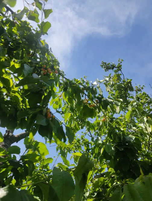 Дом в Алтестово, рядом лес и лиман. Алтестове - фото 10