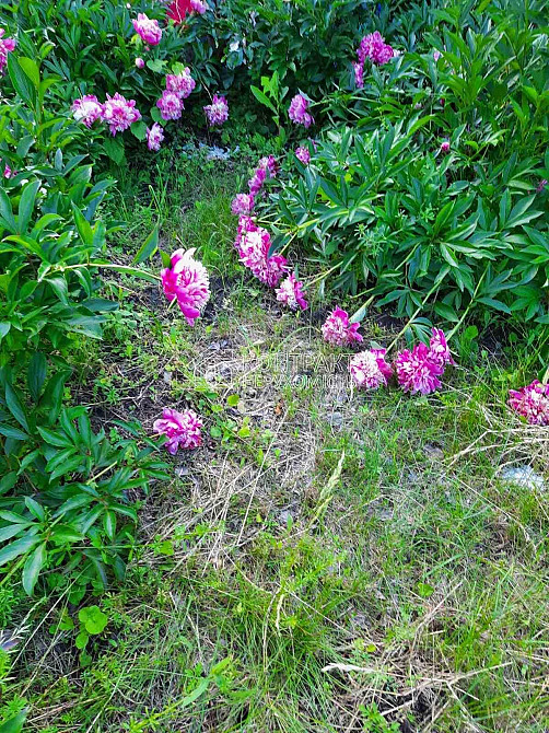 Продаж Будинок 2-кімнатний на вул. ХТЗ Харьков - изображение 5