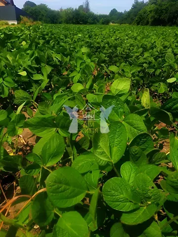 Продажа земельного участка  площадь 32.27 сот Шевченка вулиця  - изображение 7