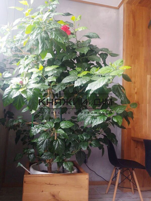 Оренда 4-х к. квартира студіо в ЖК Soho Residense. №11198418 Київ - фото 10